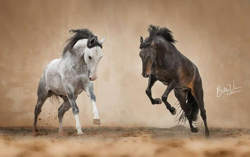 Horse Riding Country House Vila Franca de Xira Eksteriør bilde